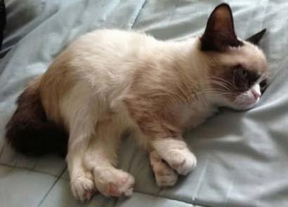 Самый грустный кот (фото): Все о пушистой знаменитости Грустная кошечка рисунок